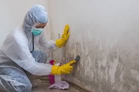 Best Mold Remediation for Vacation Homes  in USA